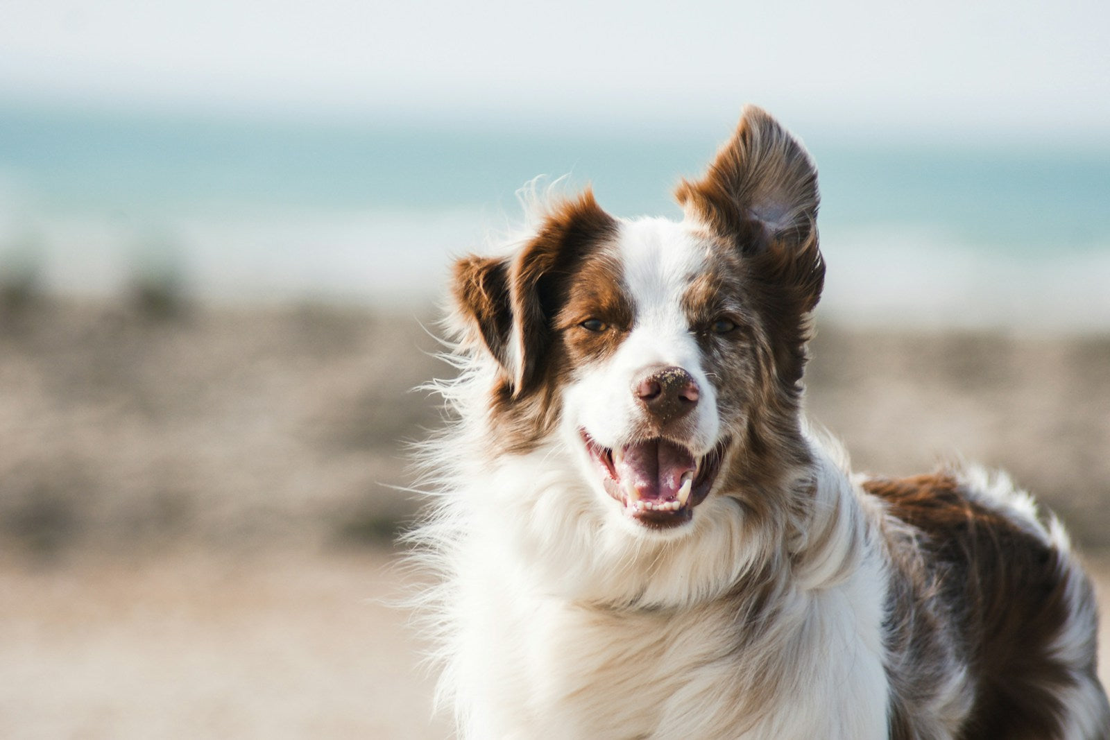 Building a calmer crate routine
