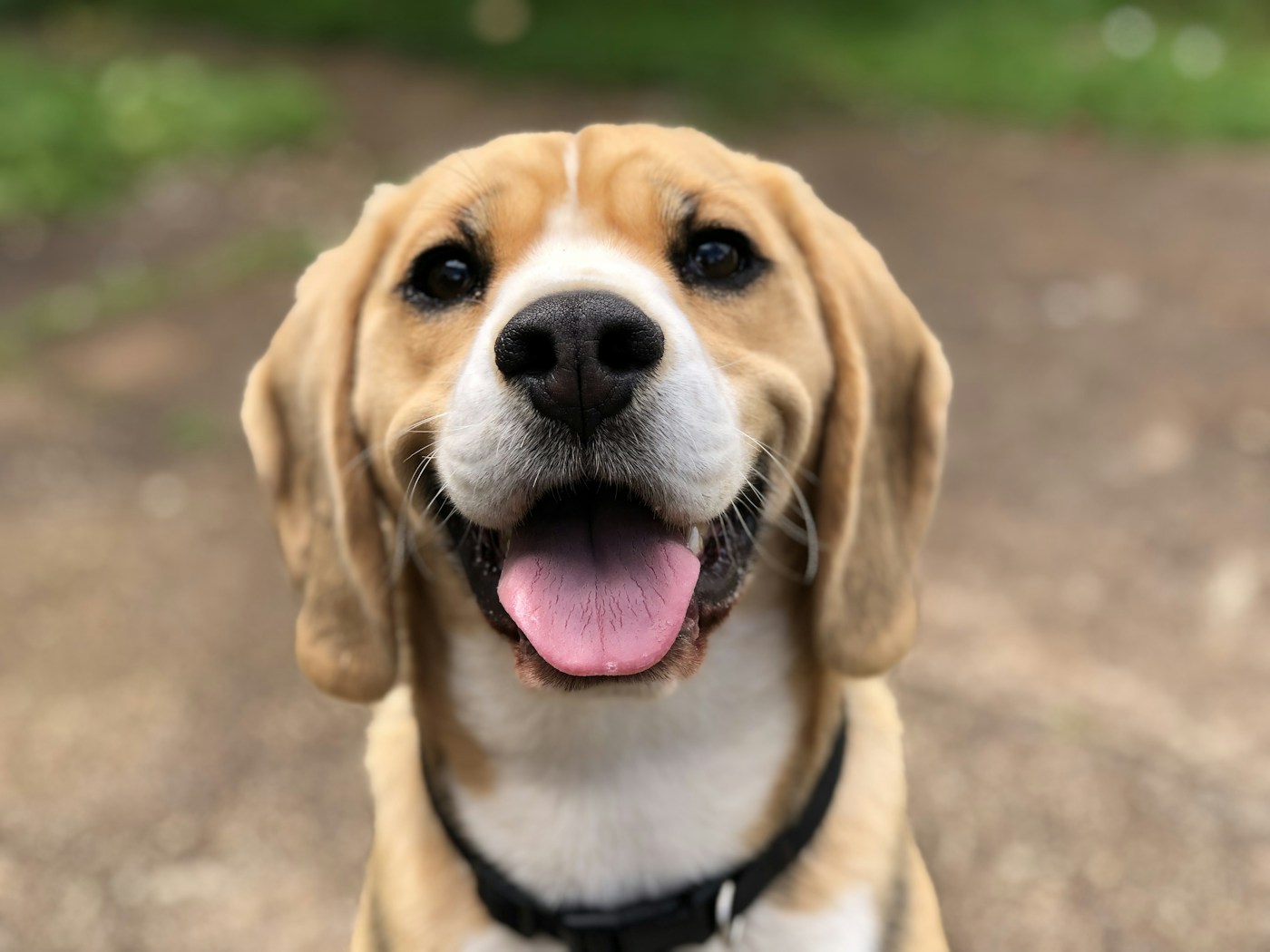 Dog on a walk