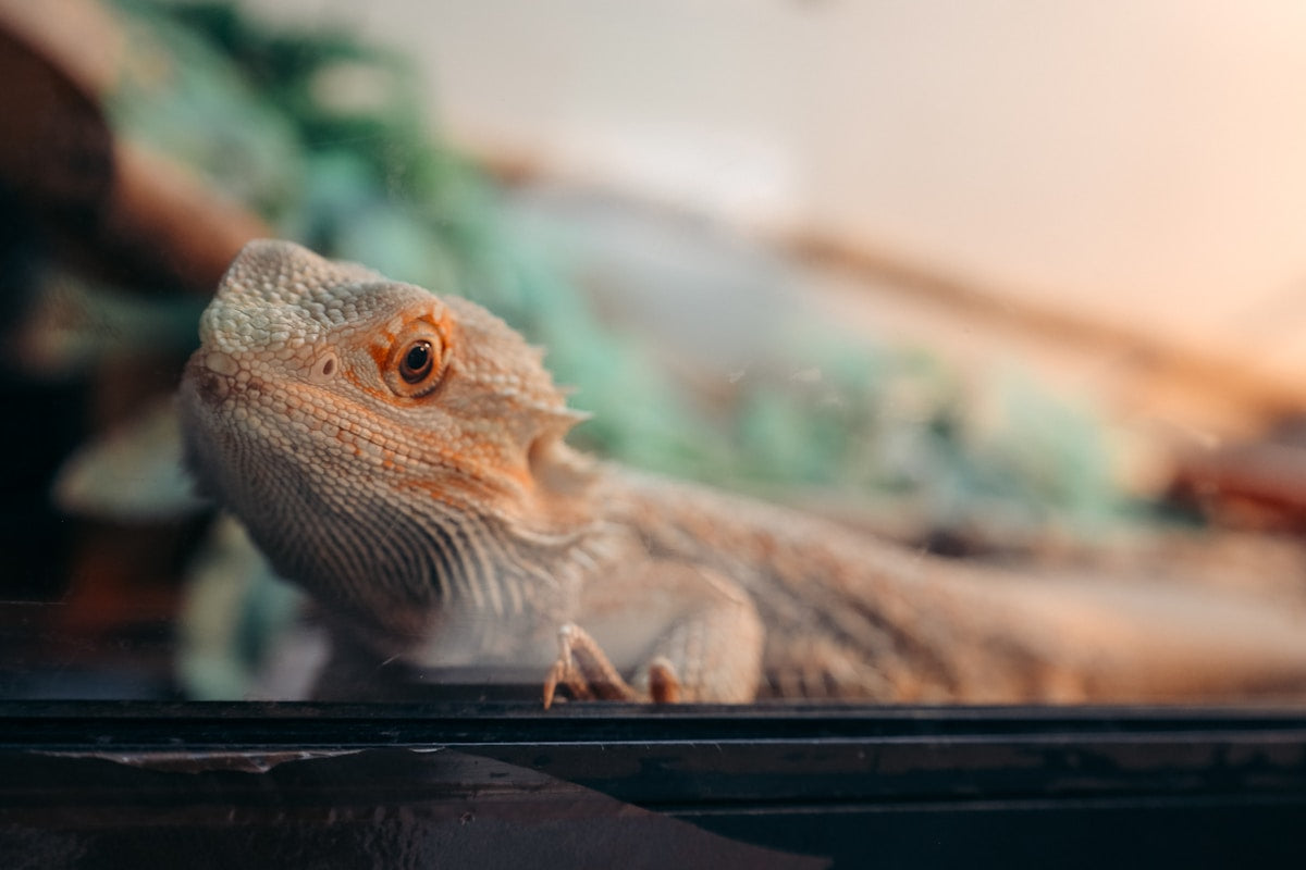Reptile