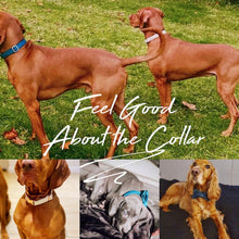 Personalized Adjustable Velvet Dog Collar