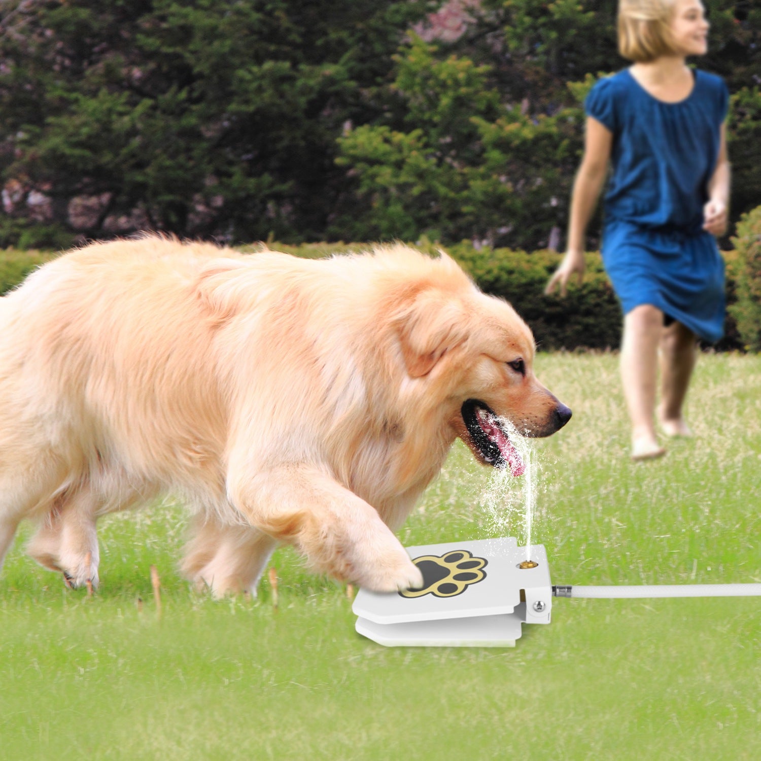 tep-On Dog Water Fountain