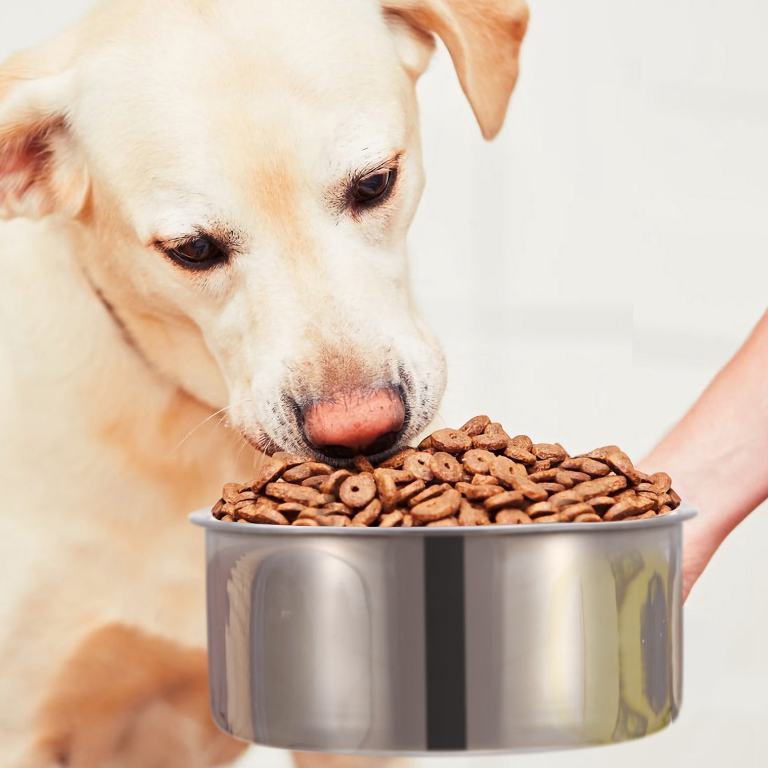 Stainless Steel Hanging Pet Bowl with Clamp
