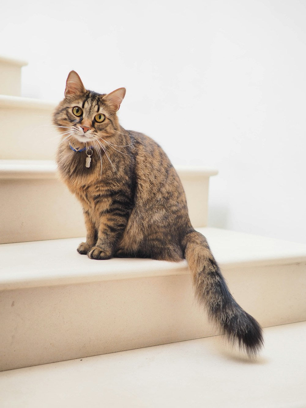 Cat at home