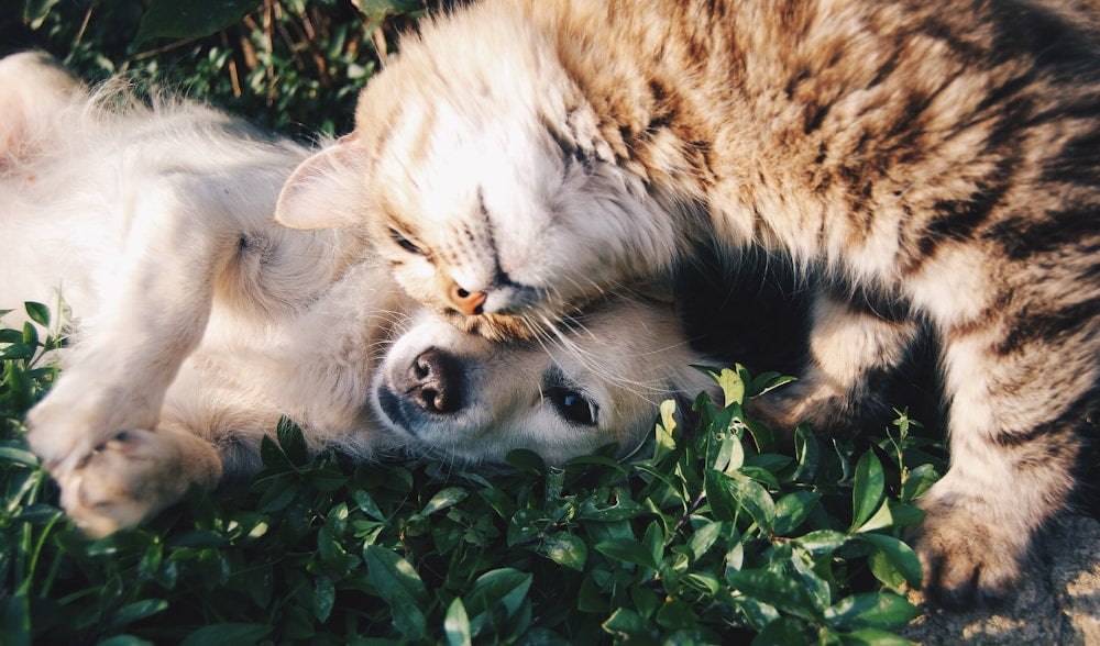 Pet parent and puppy