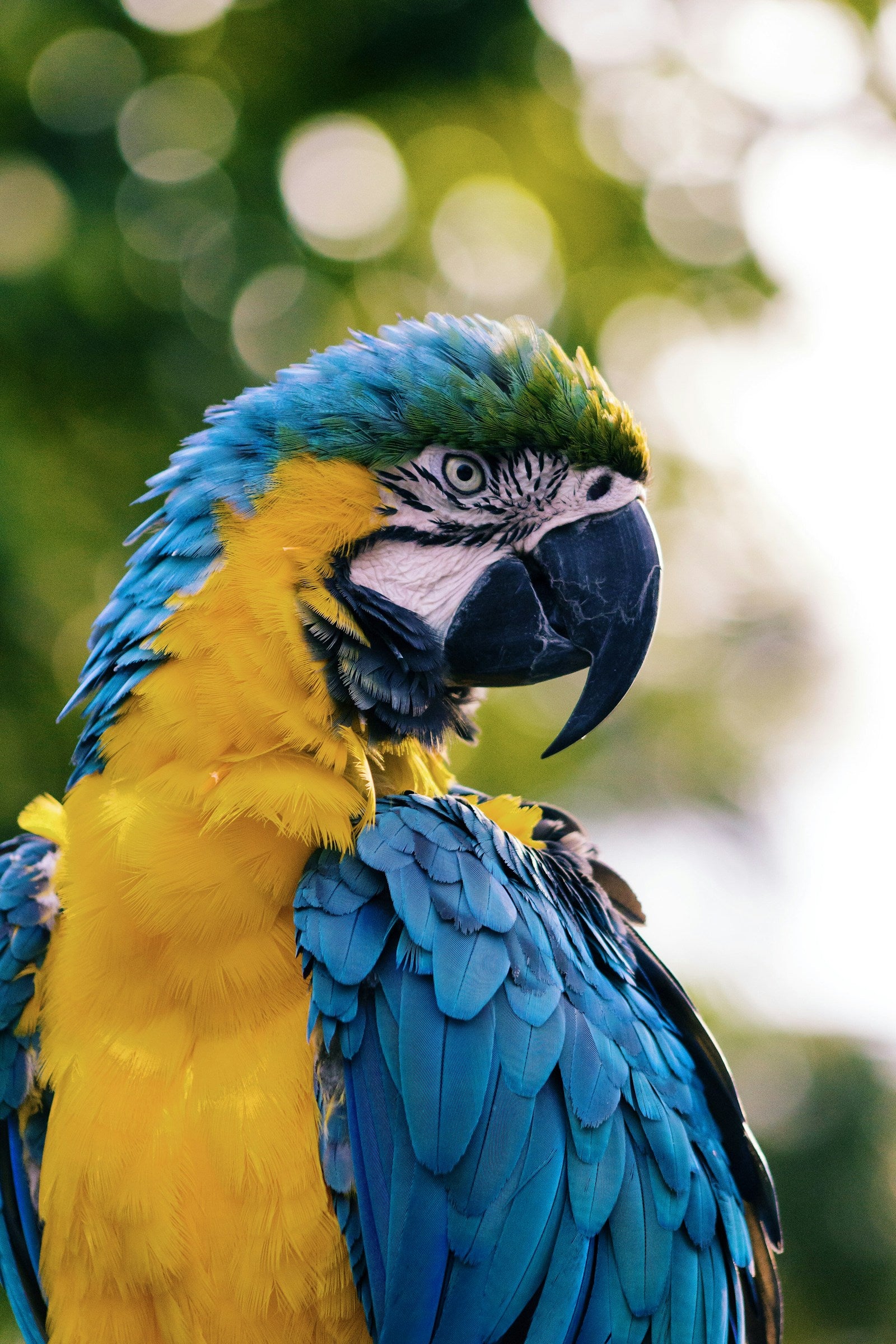 Birds