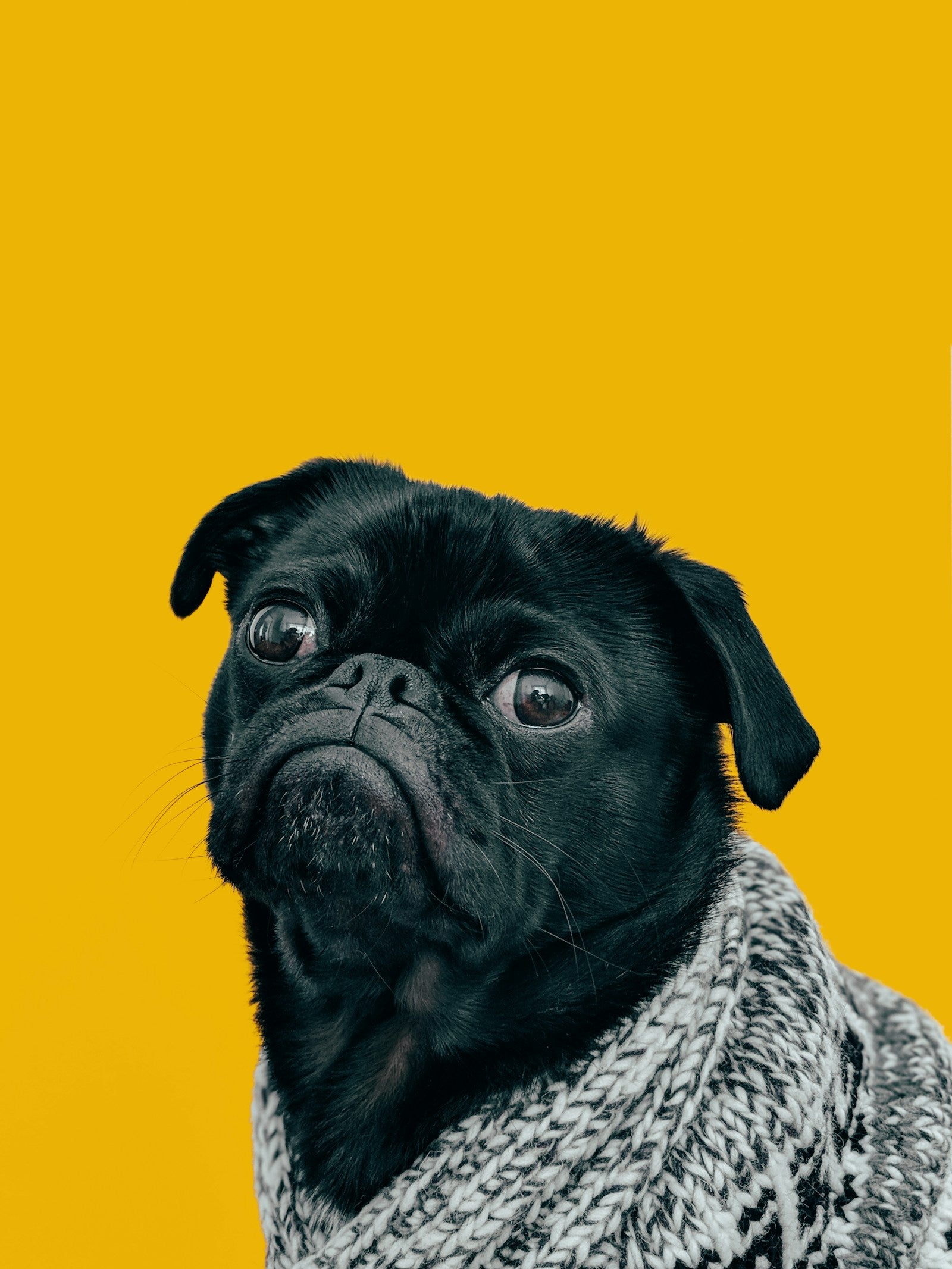 Dogs