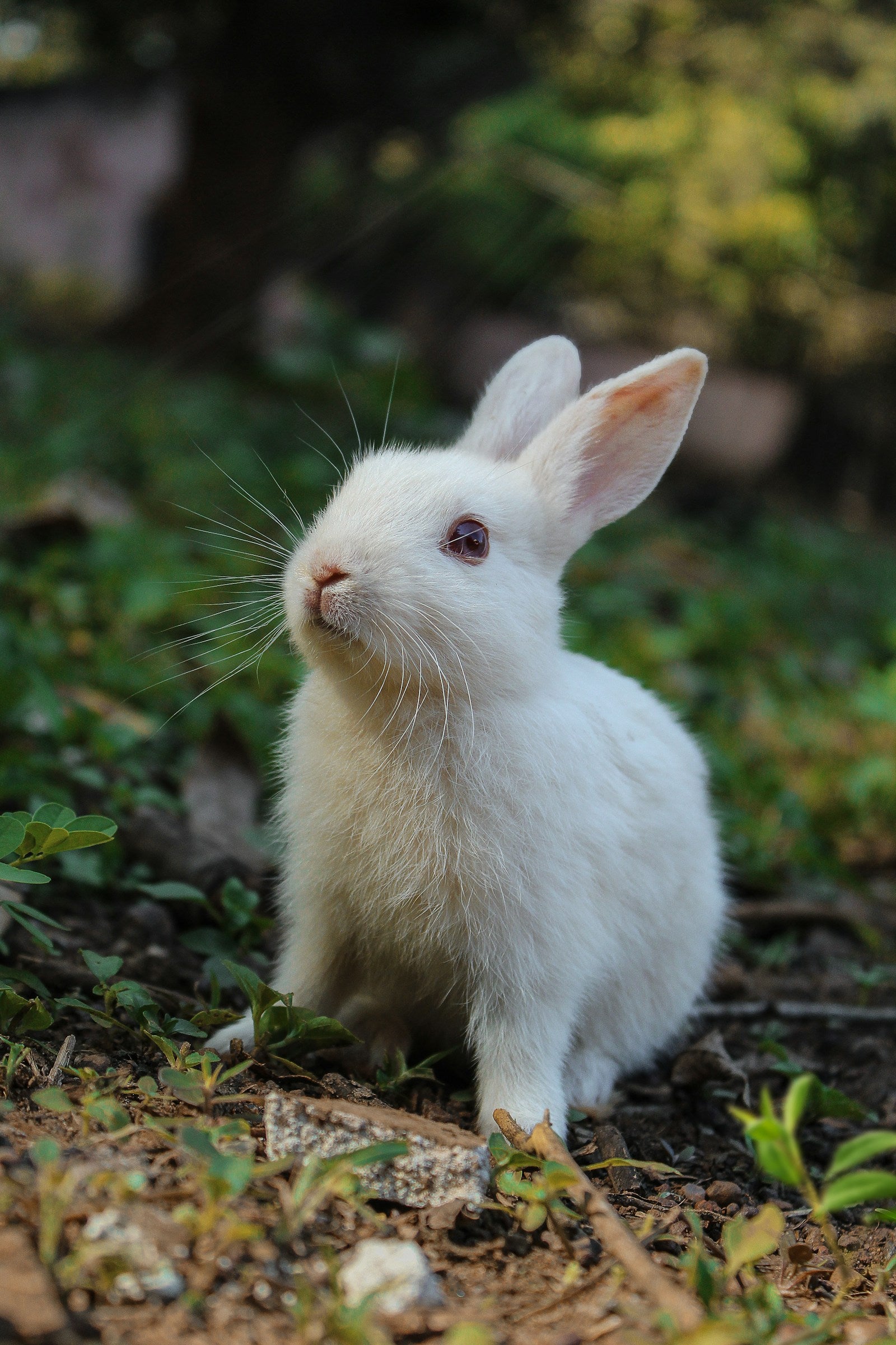 Small Pets